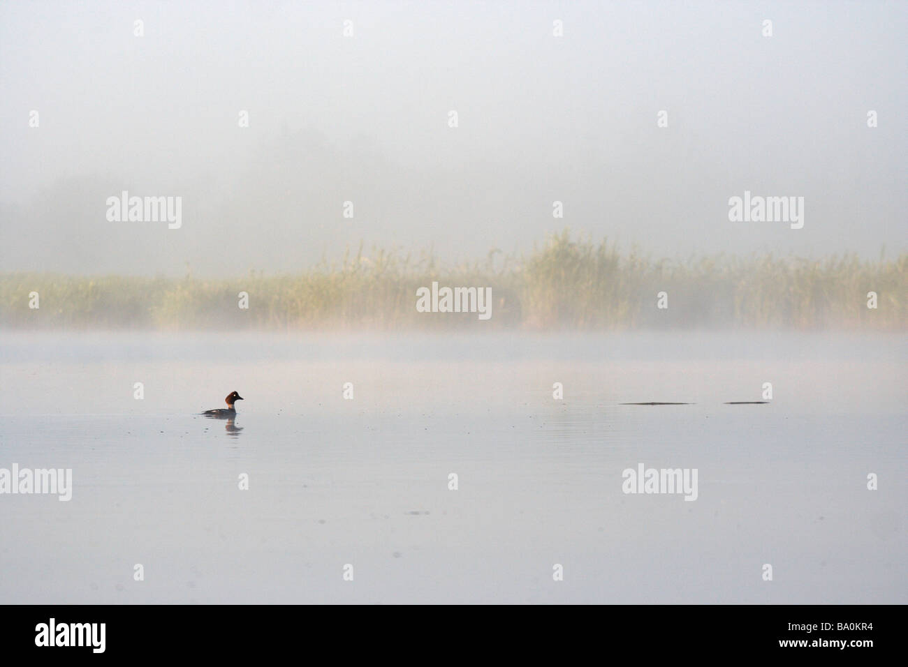 Goldeneye on misty river Stock Photo