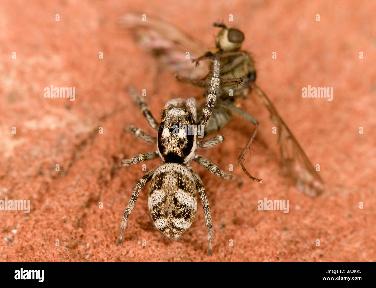 Zebra jumping spider Salticus scenicus with prey Stock Photo Alamy