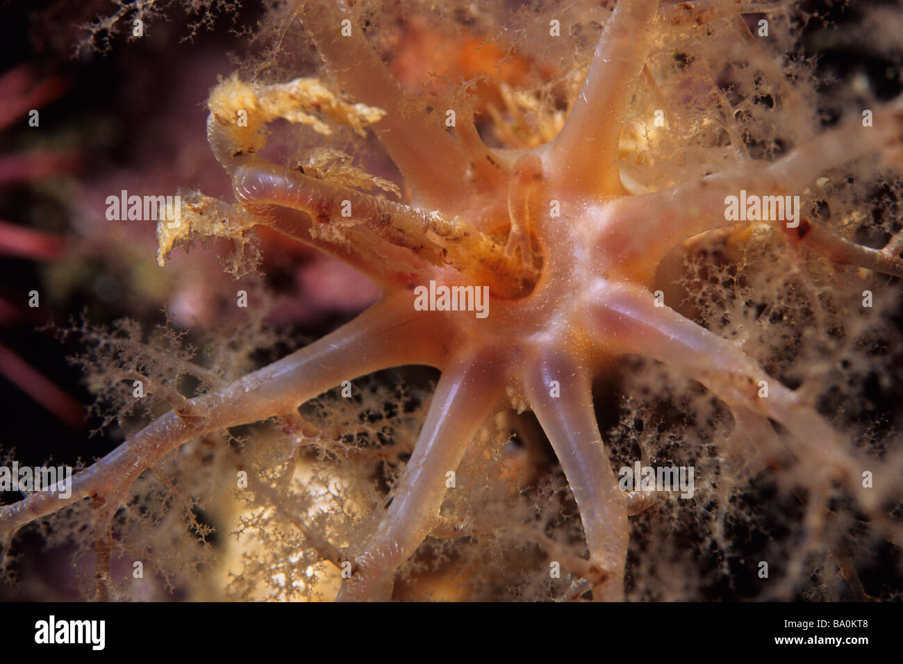 Orange sea cucumber (Cucumaria miniata) tentacles feeding itself in the California Channel Islands, USA. Stock Photo