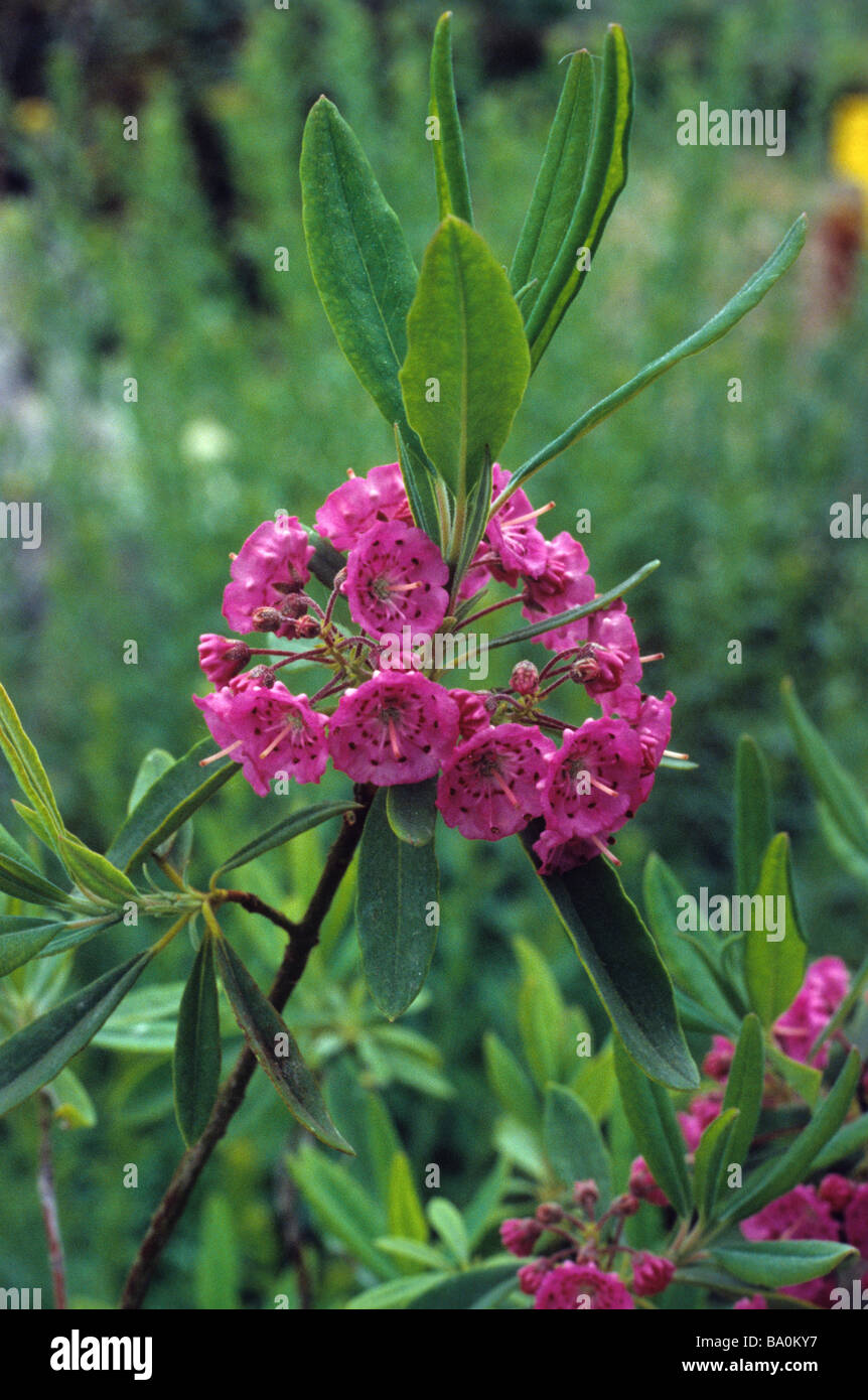 Kalmia angustifolia Rubra Stock Photo