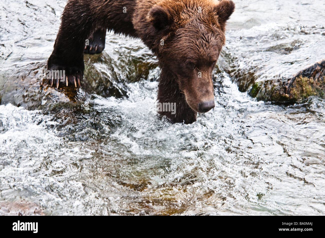 Grizzly Bear, Ursus arctos horriblis, fishing for salmon in the Brooks River, Katmai National Park, Alaska, USA Stock Photo