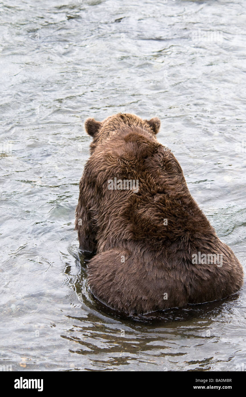 Rear view of a Grizzly Bear, Ursus arctos horriblis, Brooks River, Katmai National Park, Alaska, USA Stock Photo
