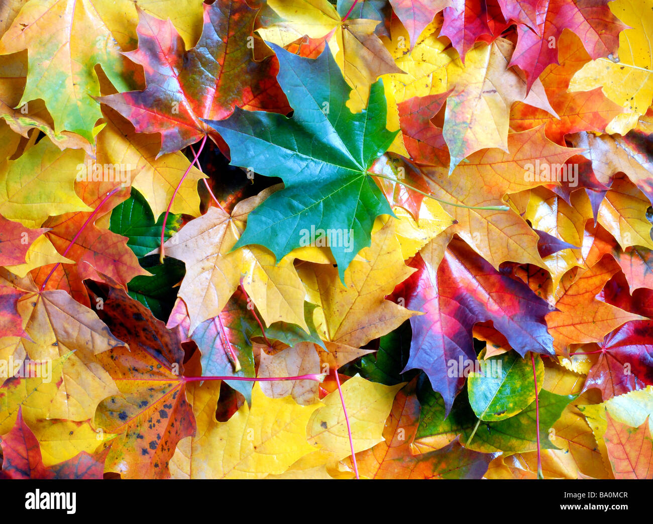 Leaves Stock Photo