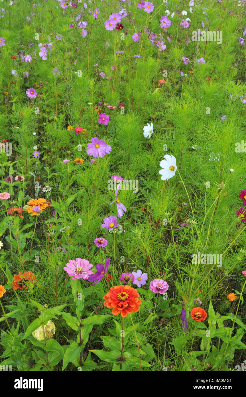 French cottage garden in September Stock Photo Alamy