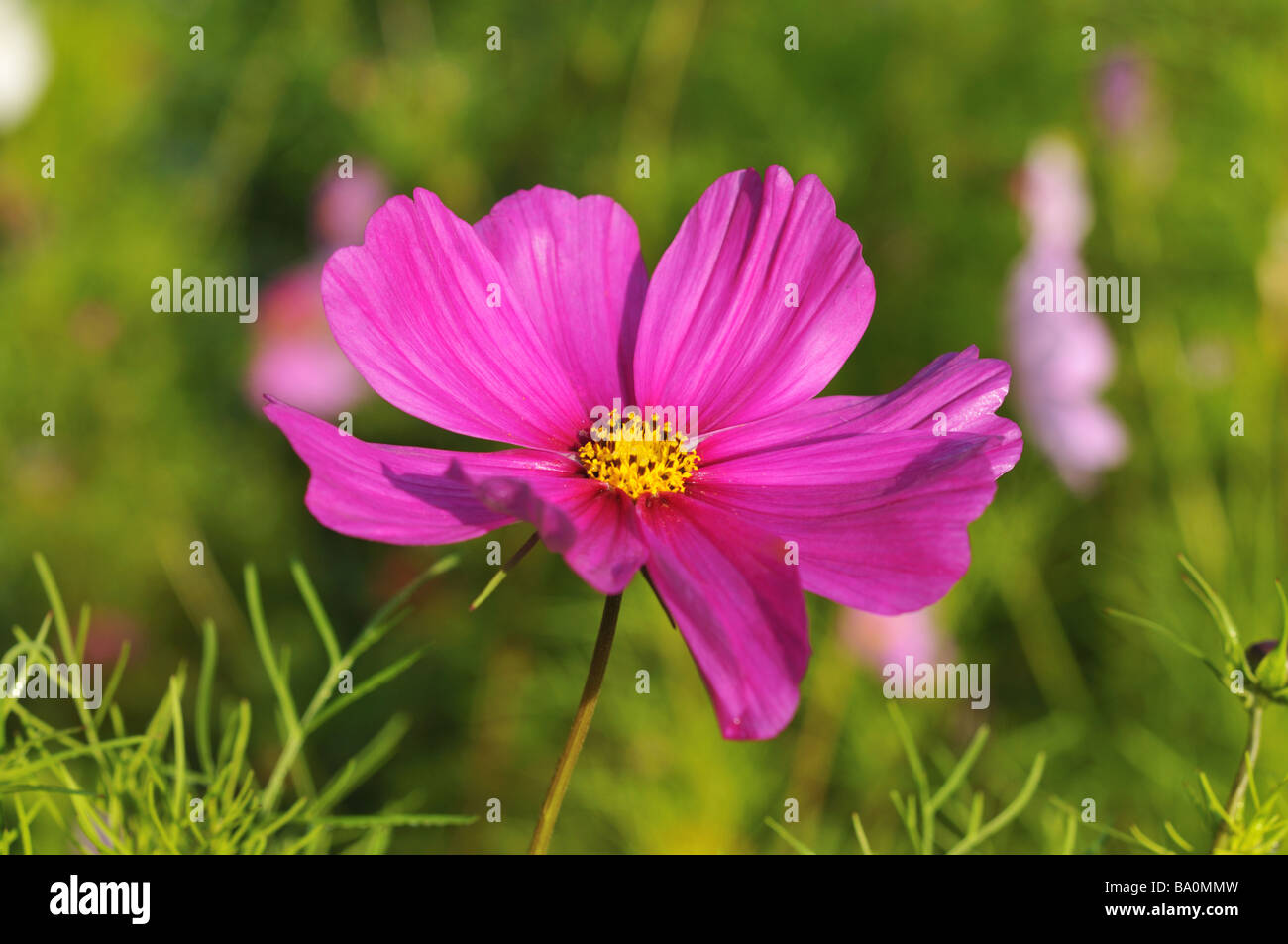 Closeup flower cosmos bipinnatus hi-res stock photography and images ...