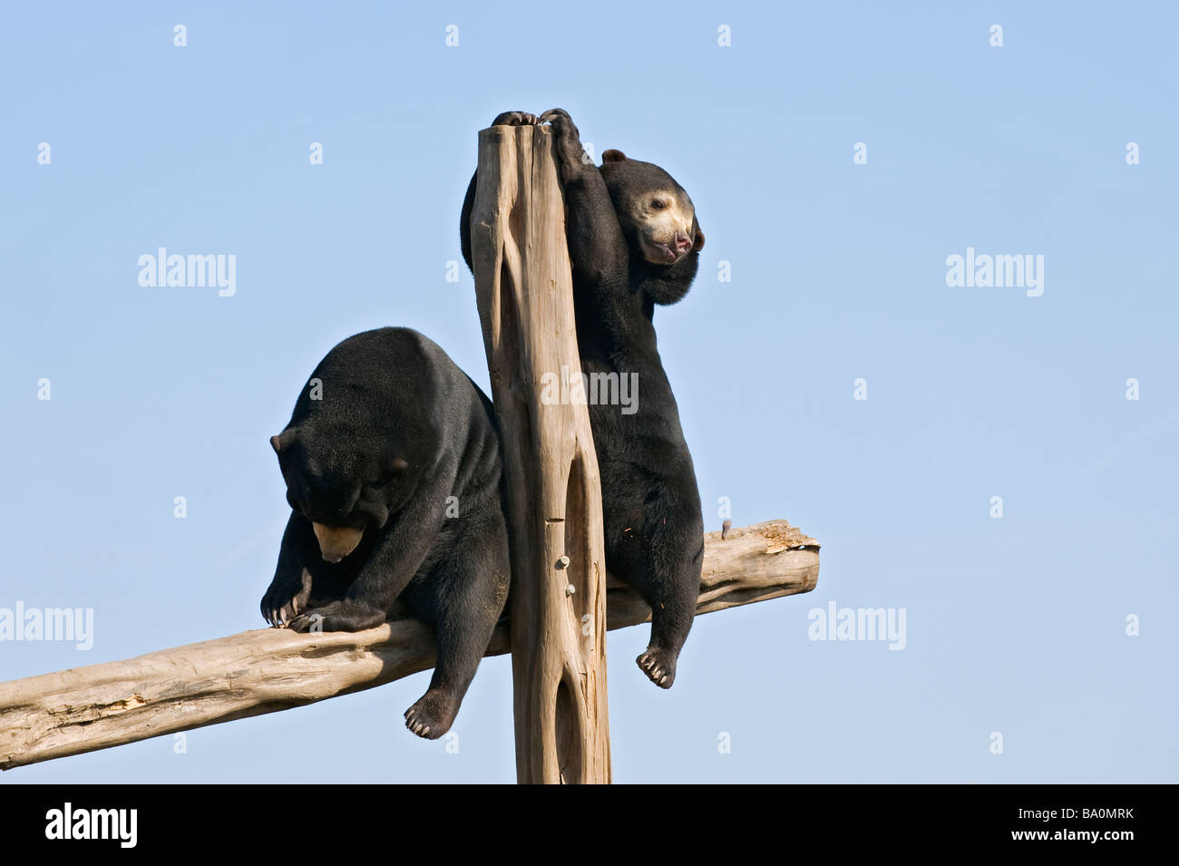 Malayan sun bear (Helarctos malayanus) Captive UK. Rescued from wildlife trade in Cambodia by Australian NGO, Free the Bears. Stock Photo