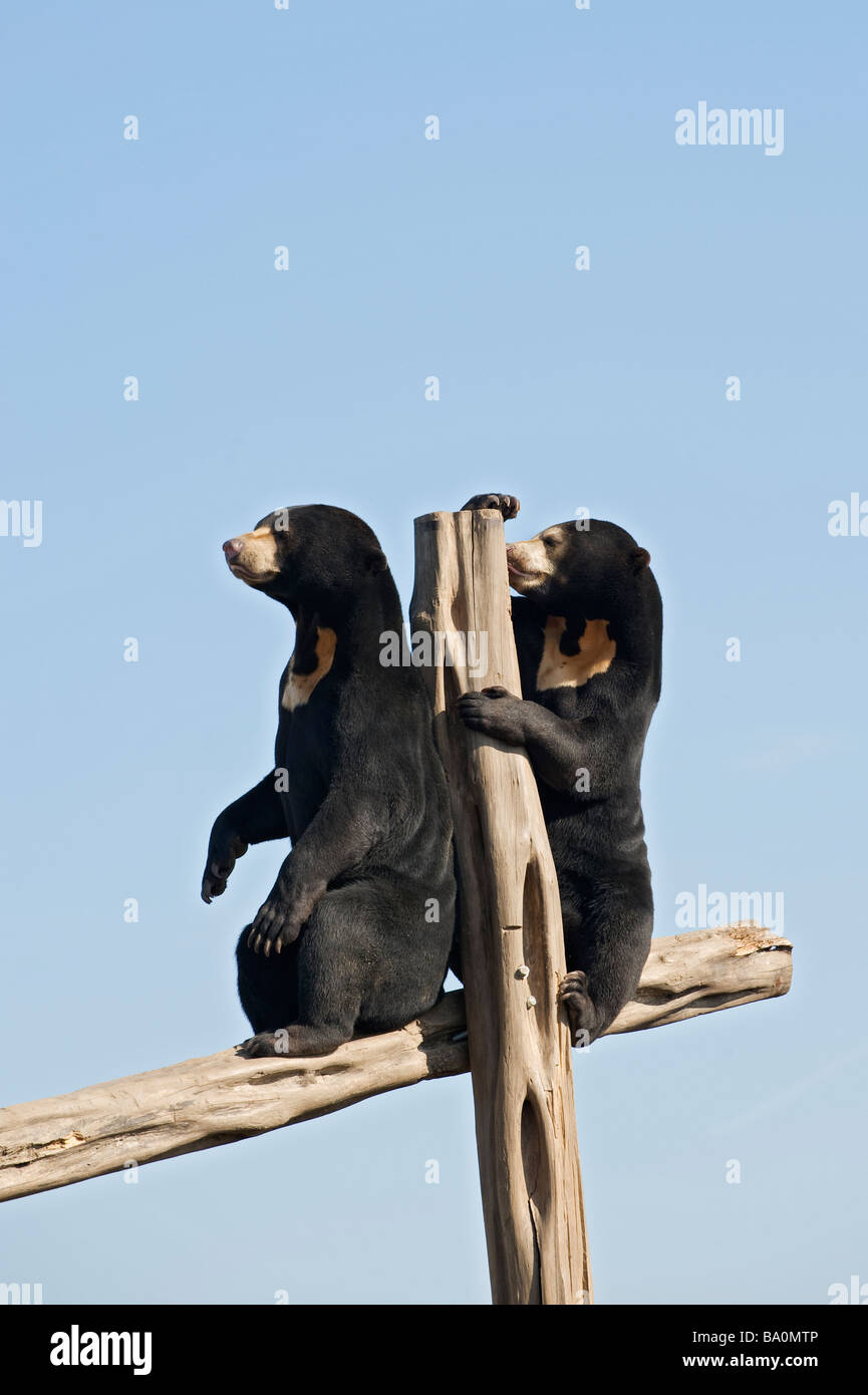 Malayan sun bear (Helarctos malayanus) Captive UK. Rescued from wildlife trade in Cambodia by Australian NGO, Free the Bears. Stock Photo