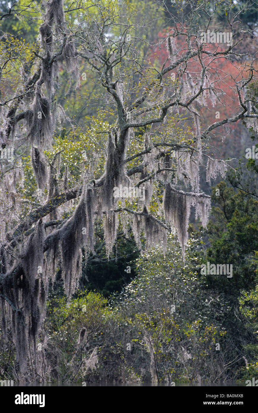 Spanish Moss a flowering plant in the family Bromeliaceae the