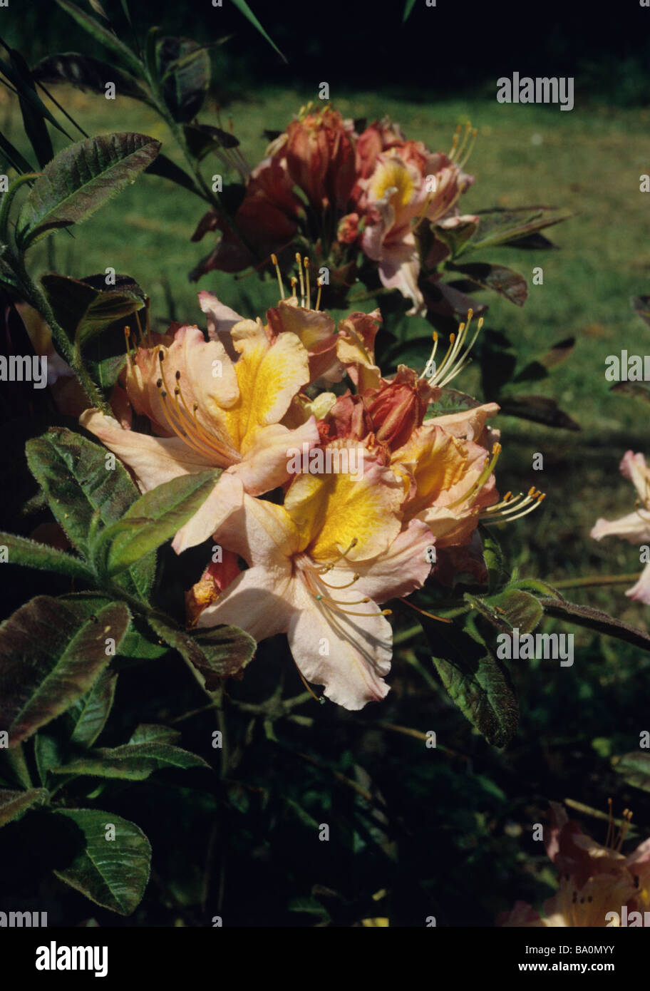 Rhododendron (azalea) 'Berry Rose' A Knap Hill azalea raised by Lionel de Rothschild at Exbury before 1934. Stock Photo