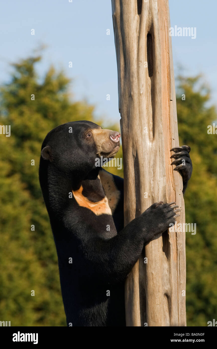 Malayan sun bear (Helarctos malayanus) Captive UK. Rescued from wildlife trade in Cambodia by Australian NGO, Free the Bears. Stock Photo