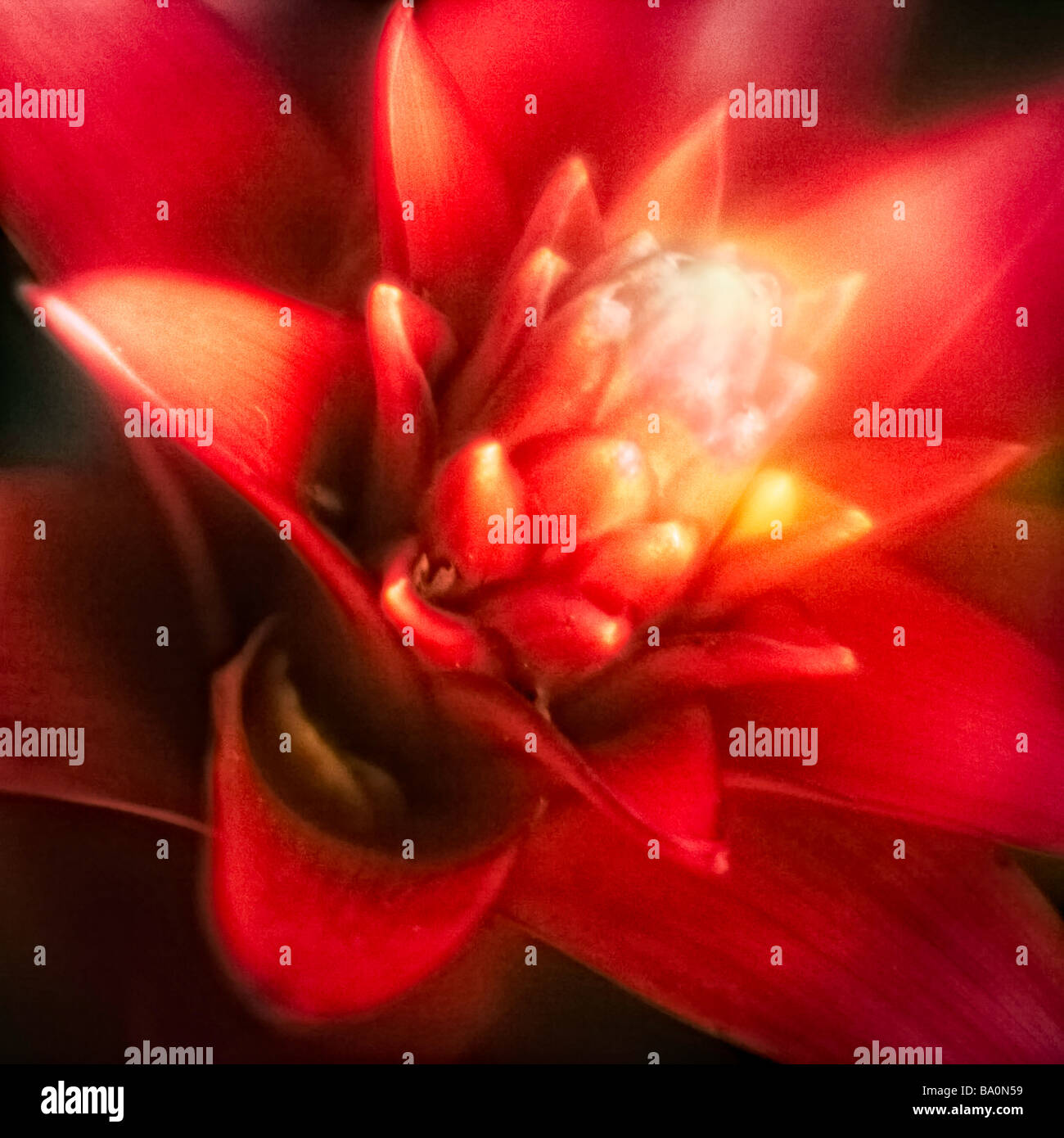 red bromeliad flower close-up soft focus Stock Photo