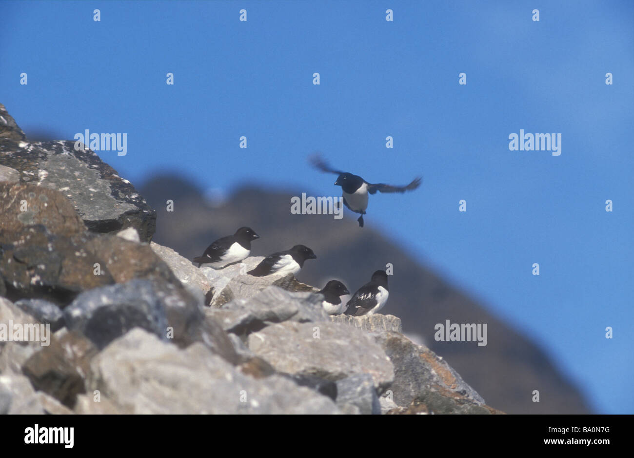 Little Auk Plotus alle landig at breeding place on a rocky mountainslope Svalbard Norway Stock Photo