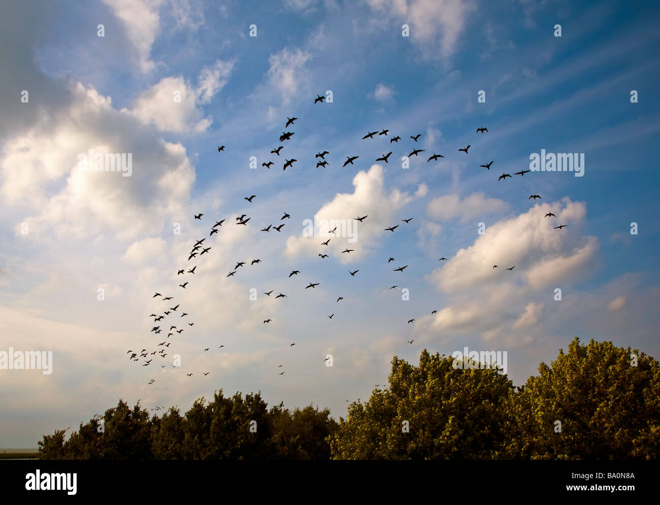 Flock of cormorants Phalacrocorax carbo  in silhouette flying over Markermeer Lelystad Netherlands Stock Photo