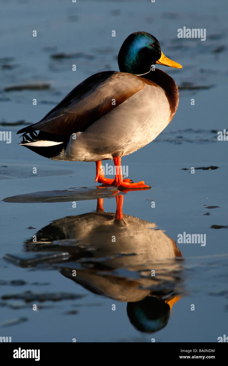 Portrait and reflection of a Male Mallard Drake Duck standing on Ice Anas platyrhynchos Stock Photo