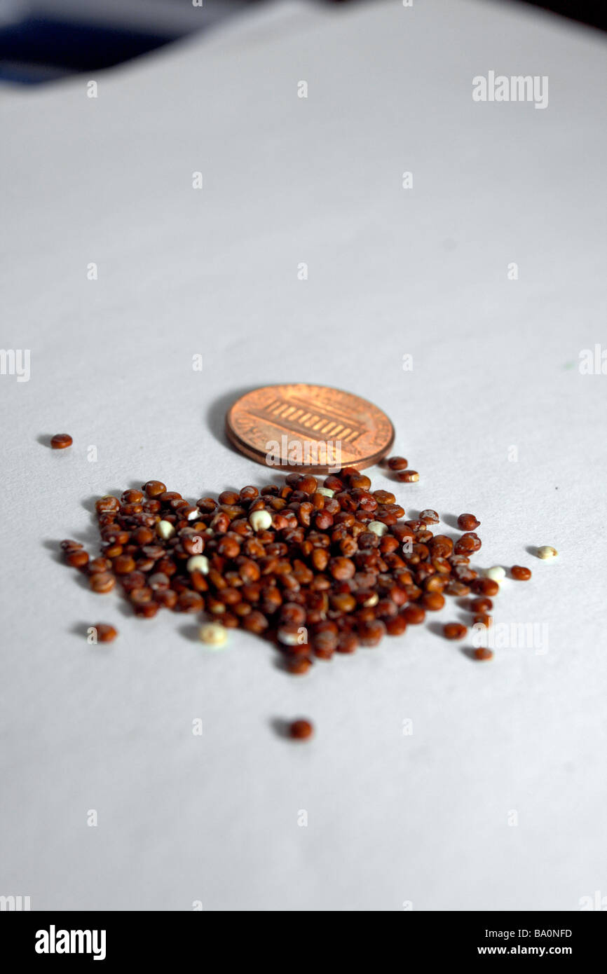 Dried quinoa and a US penny on white sheet showing size. Stock Photo