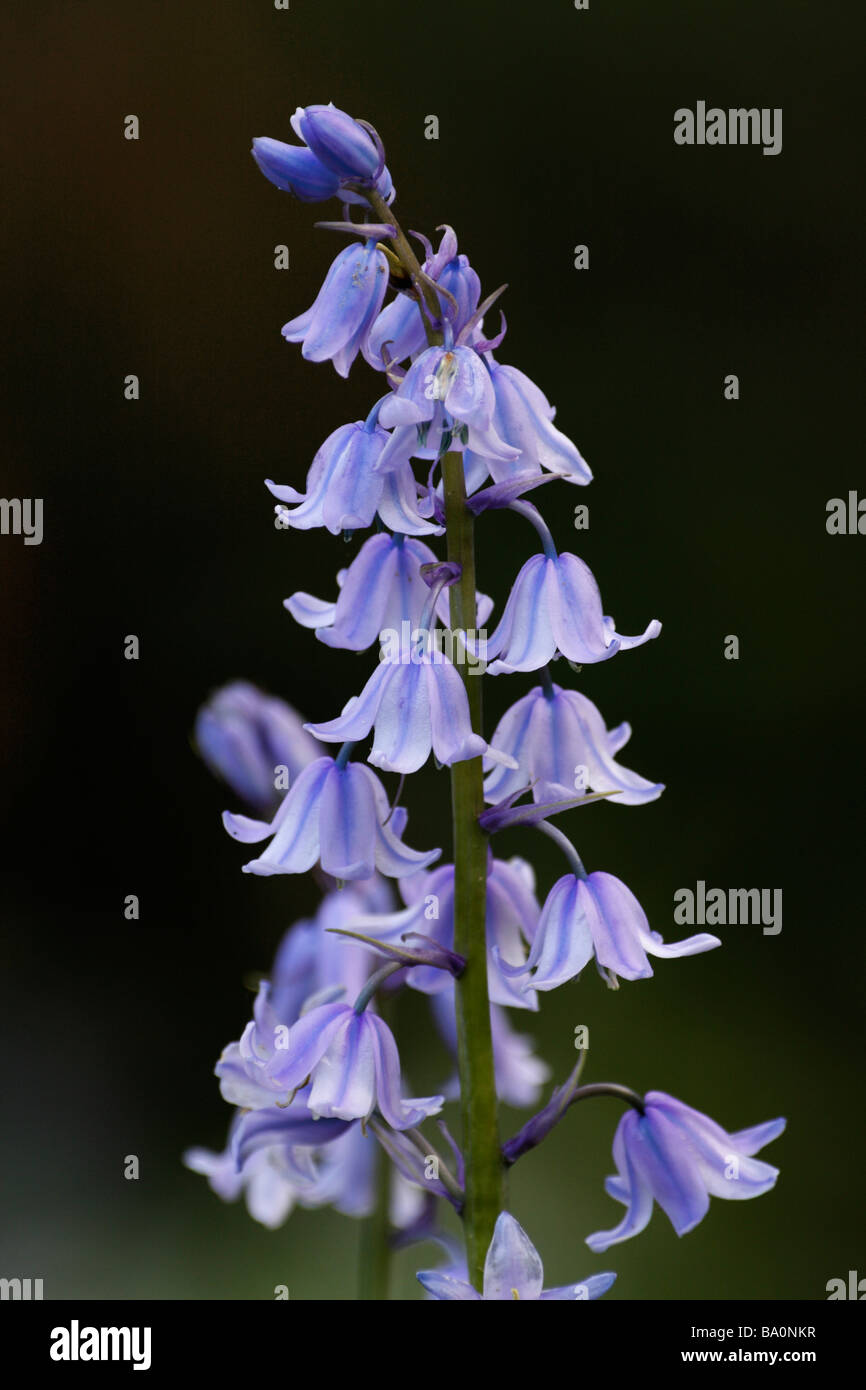 Spanish Bluebell, Hyacinthoides hispanica Stock Photo