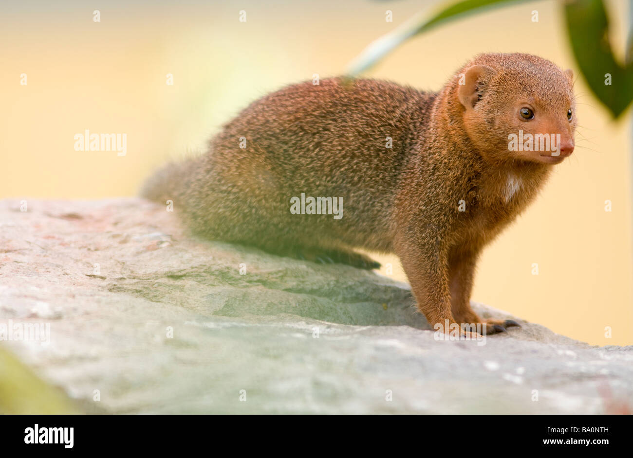 Dwarf mongoose Helogale parvula Stock Photo