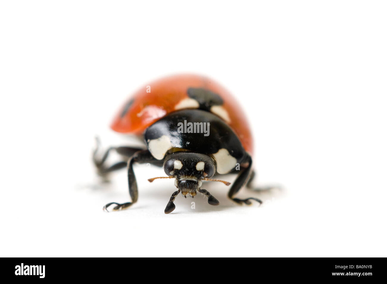 Seven spot ladybird or ladybug Coccinella 7 punctata Stock Photo