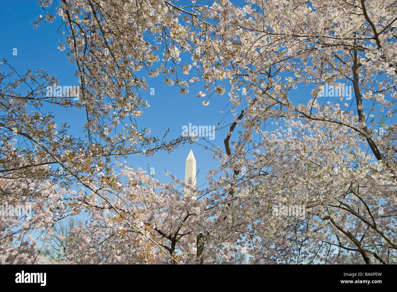 Washington Monument blue sky cherry blossoms Stock Photo