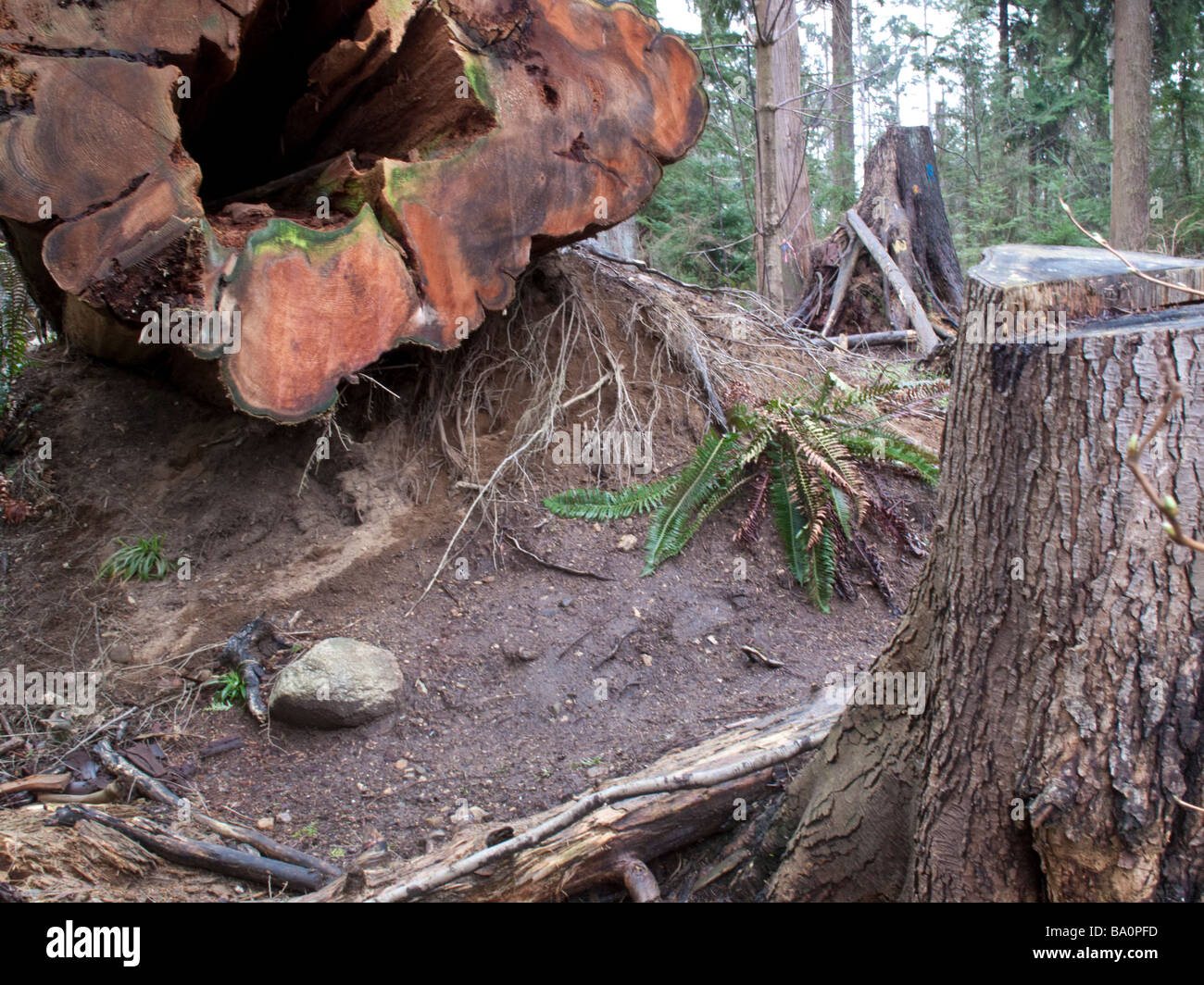 Cut Western Red Cedar in Stanley Park Vancouver following the wind storm of 2006 Stock Photo