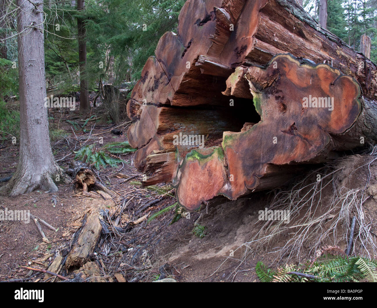 Cut Western Red Cedar in Stanley Park Vancouver following the wind storm of 2006 Stock Photo