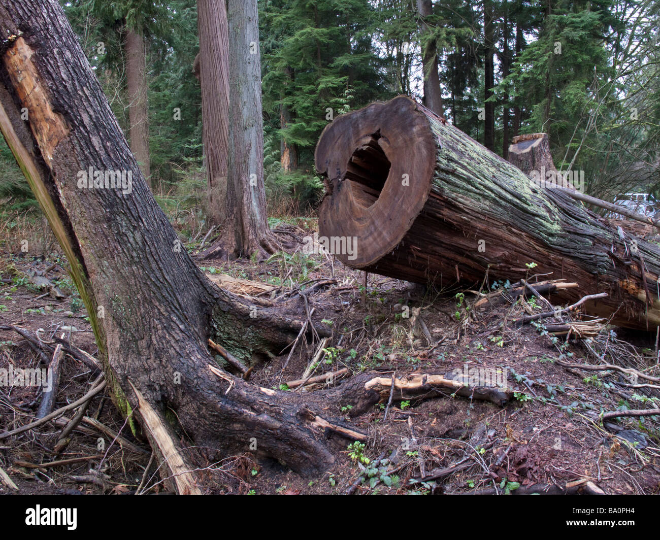 Cut Western Red Cedar in Stanley Park Vancouver following the wind storm of 2006 Stock Photo