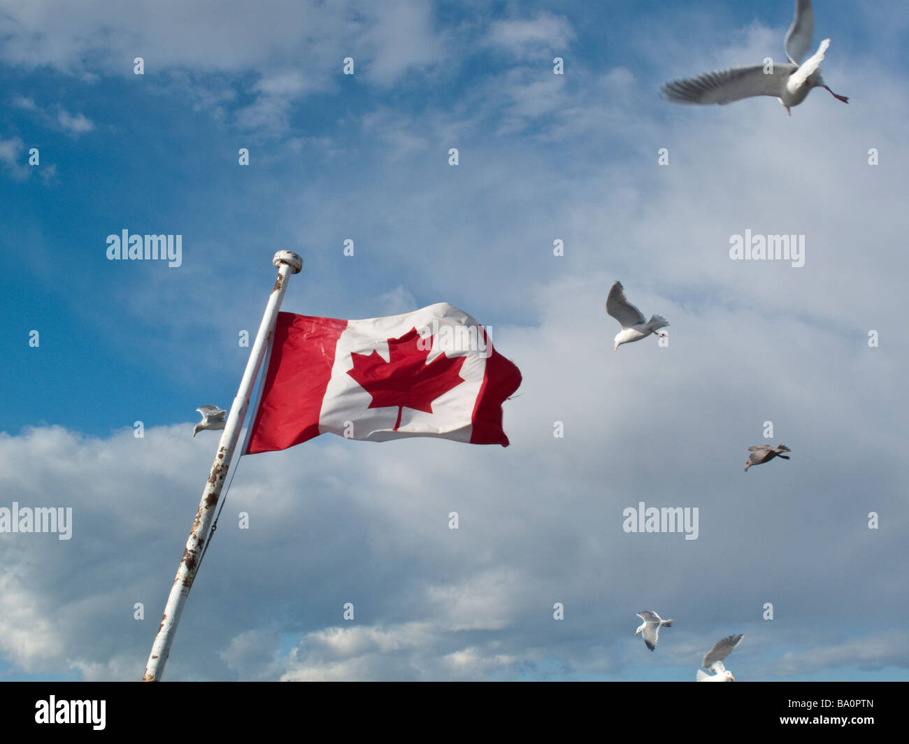 BC Ferry between Tsawwassen and Schwartz Bay British Columbia with seagulls swarming around Canadian Flag Stock Photo