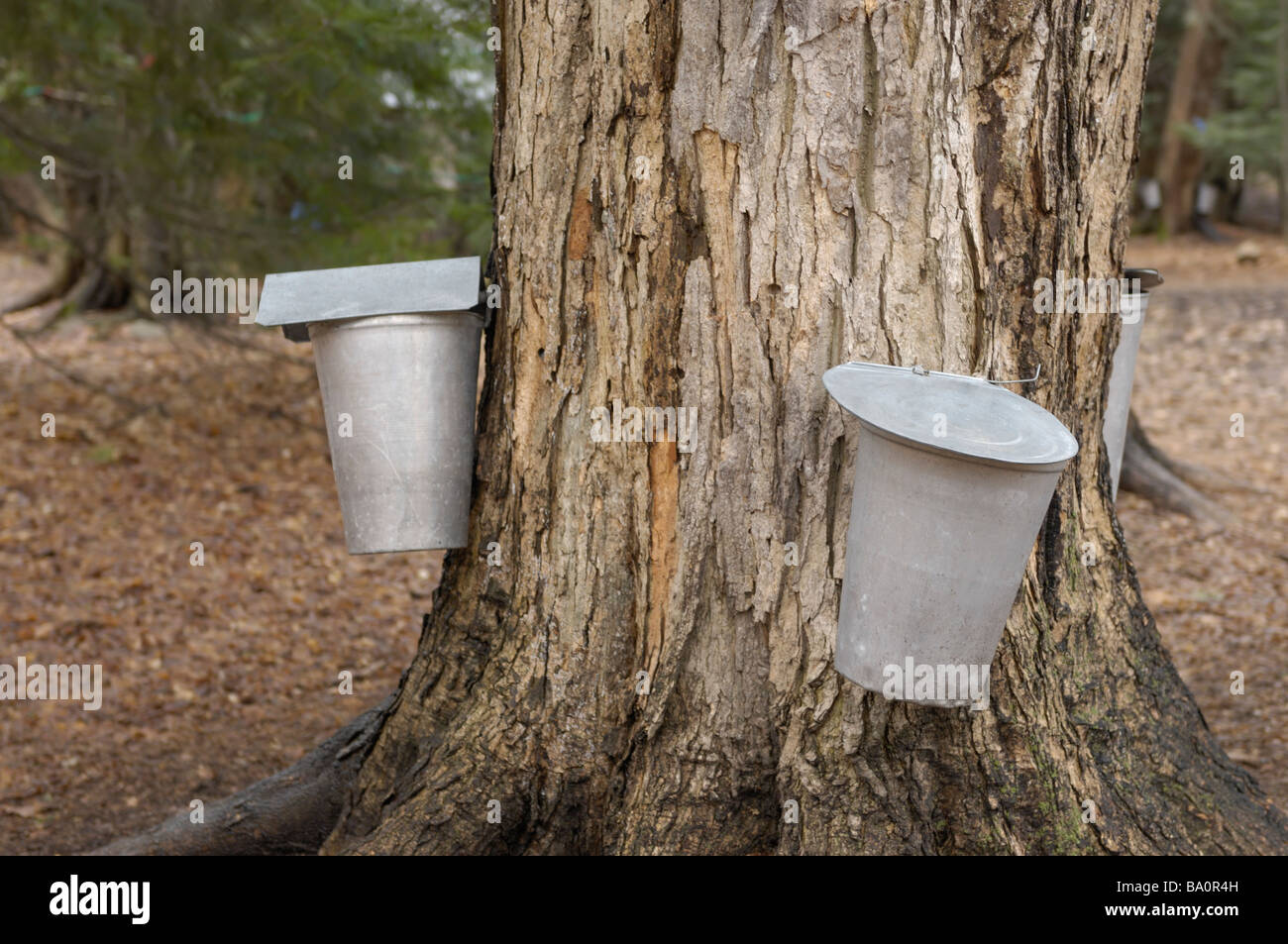 Metal buckets on a sugar maple Stock Photo