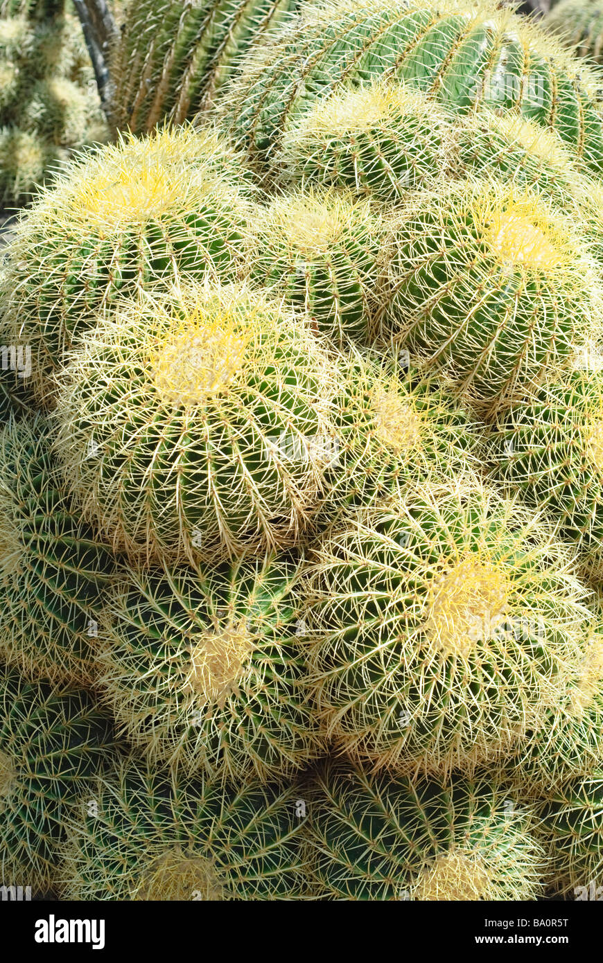 Golden Barrel Cactus, Echinocactus grusonii Stock Photo