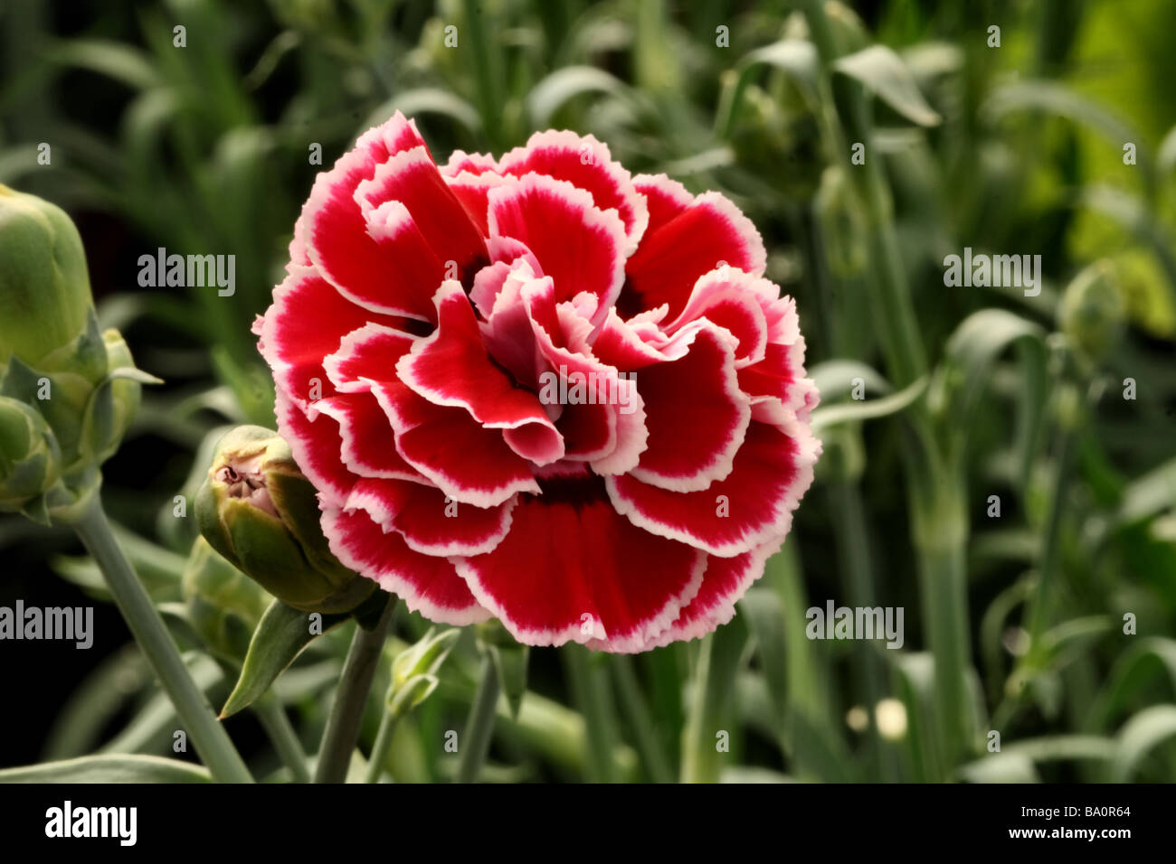 Dianthus , Family Caryophyllaceae Red bloom in close up or macro showing flower detail and structure Stock Photo