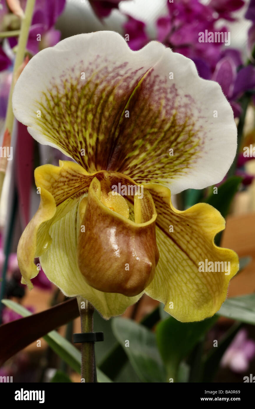 Slipper Orchid  bloom in close up or macro showing flower detail and structure Stock Photo