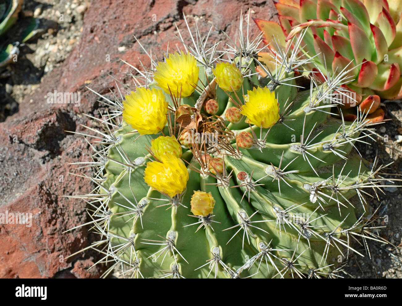 Barrel Cactus, Ferocactus rafaelensis Stock Photo