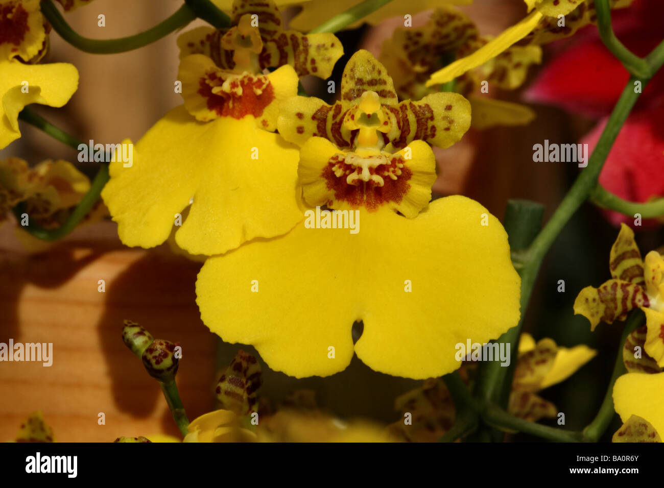 A Dancing Lady Orchid, Oncidium, yellow flower bloom in close up or  macro showing flower detail and structure Stock Photo