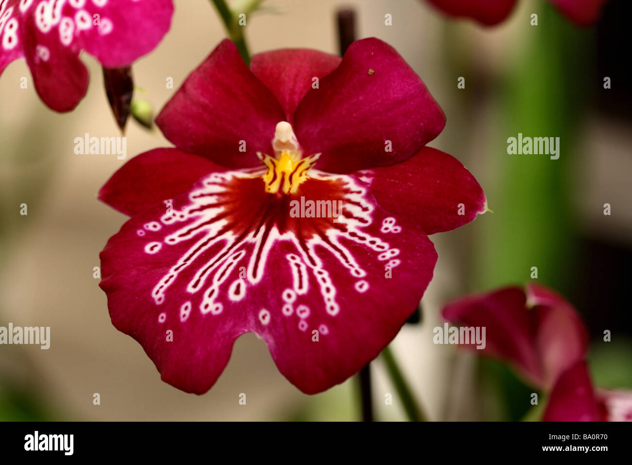 A Pansy Orchid, miltonia, red flower bloom in close up or macro showing flower detail and structure Stock Photo