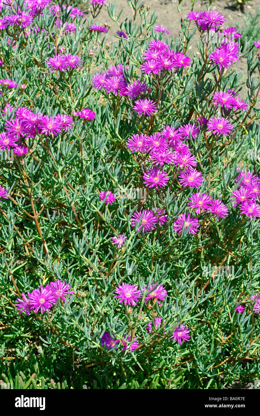 Midday Flower, Lampranthus amoenus Stock Photo