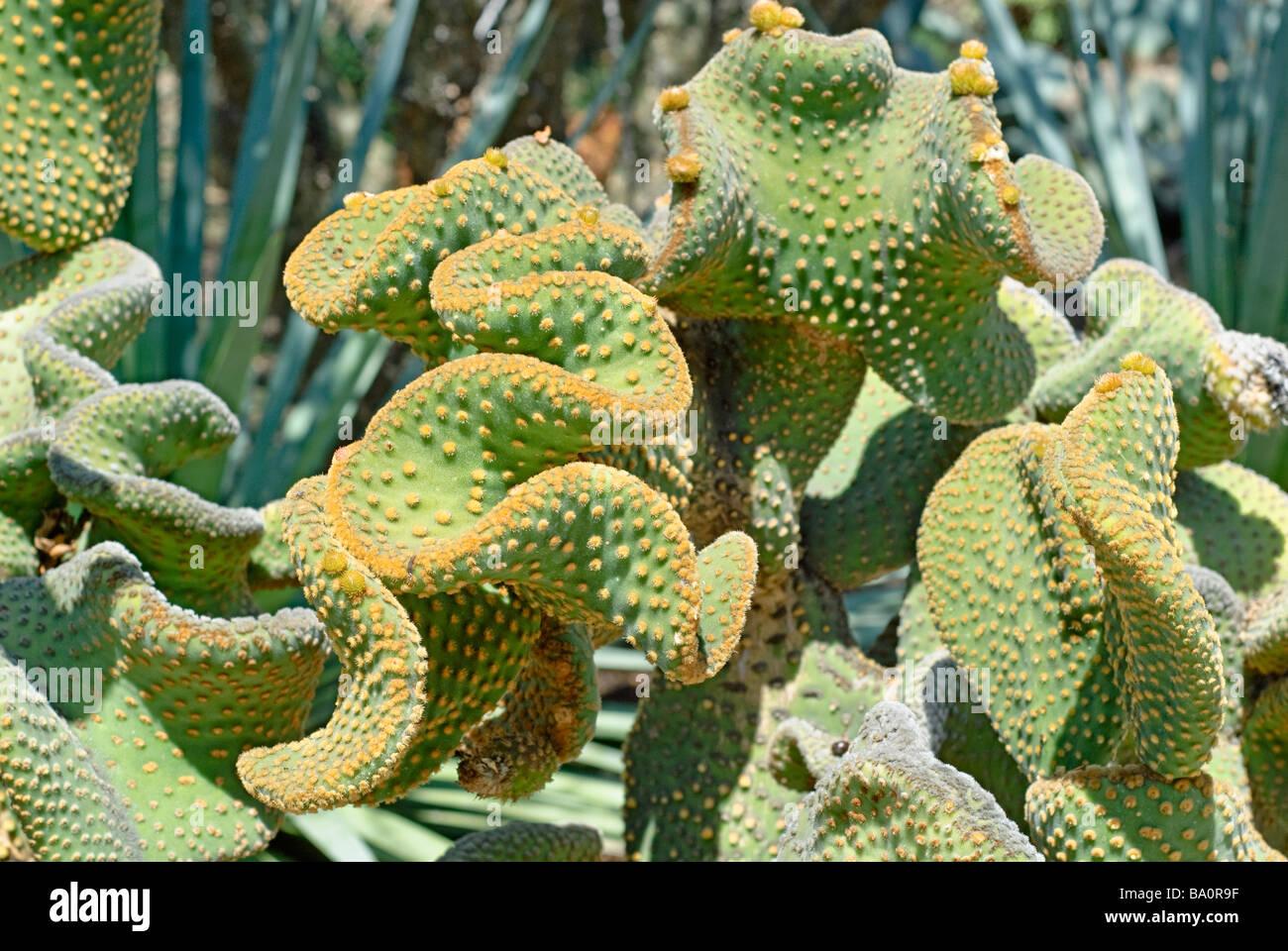 Polka Dot Cactus, Opuntia microdasys Stock Photo