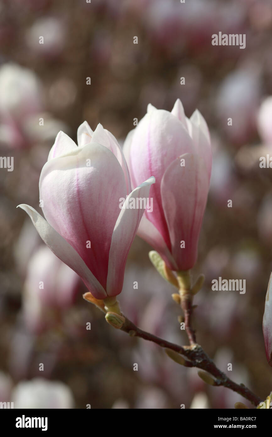 Close up of Magnolia campbellii flowering in a spring garden in the UK Stock Photo