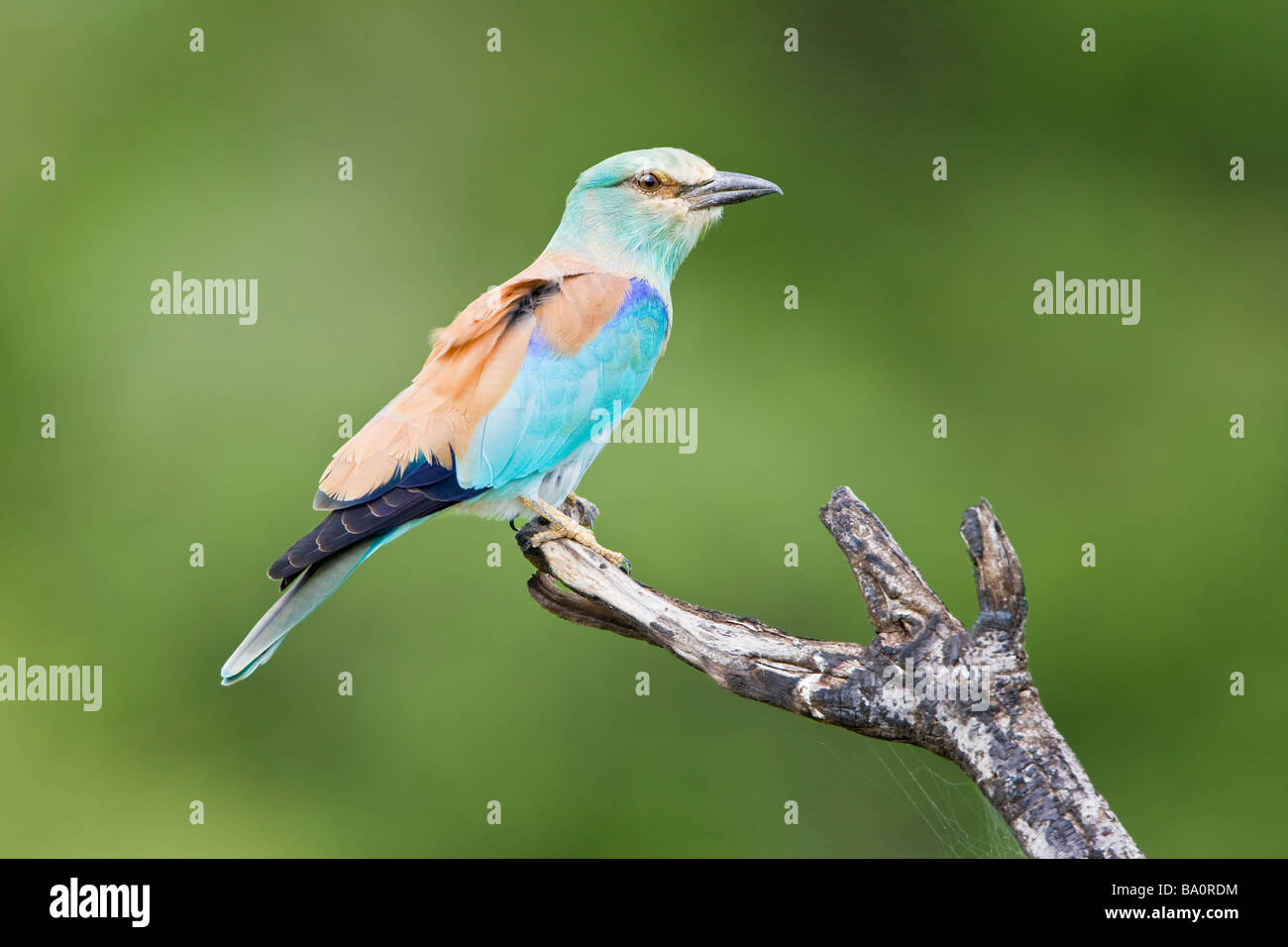 Eurasian Roller perched on branch in Kruger NP South Africa Stock Photo