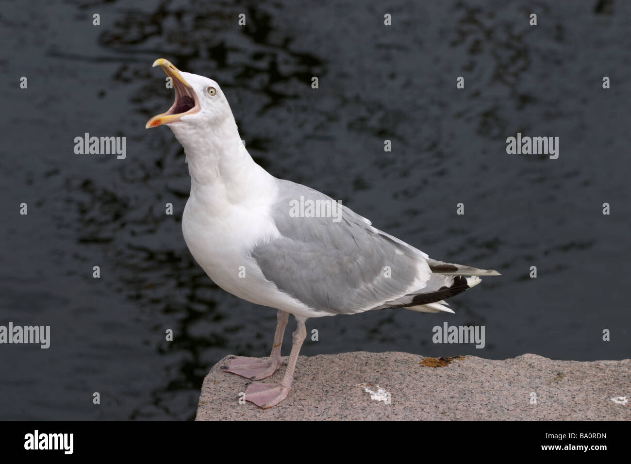 Seagull screaming hires stock photography and images Alamy