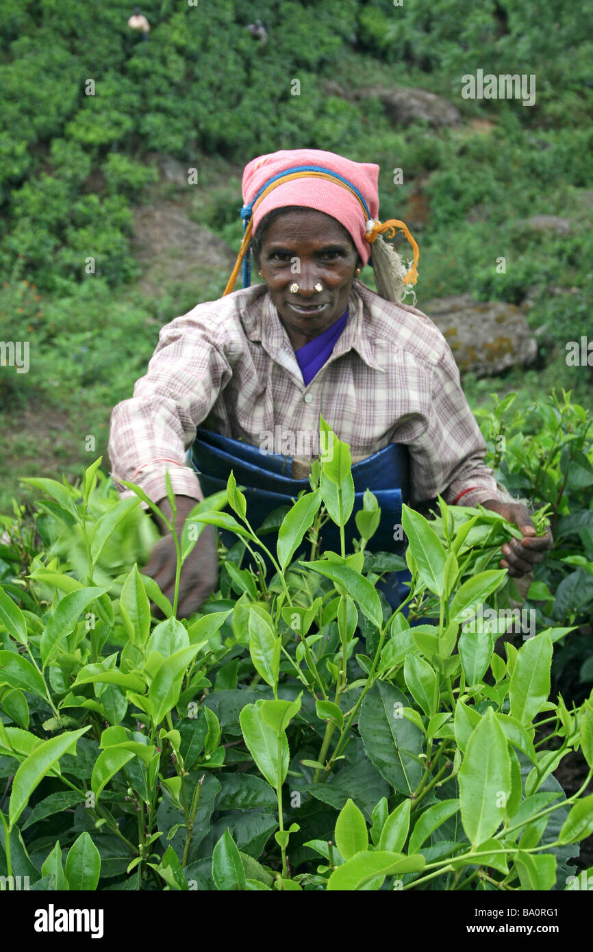 Elderly Kerala Woman Picking Tea Leaves In Plantation Stock Photo Alamy