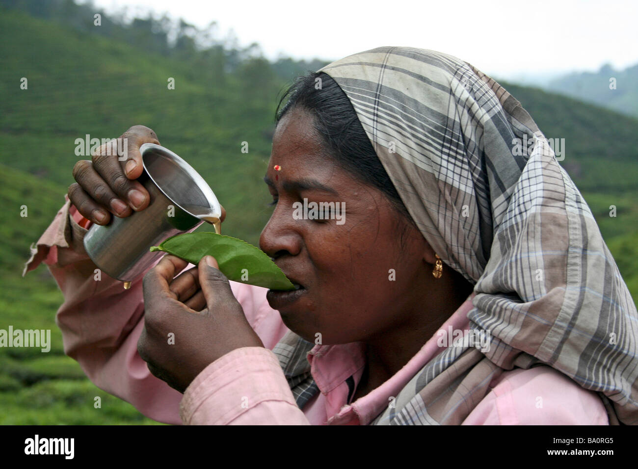 Kerala Tea Picker Drinking Chai Poured Over Tea Leaf Stock Photo