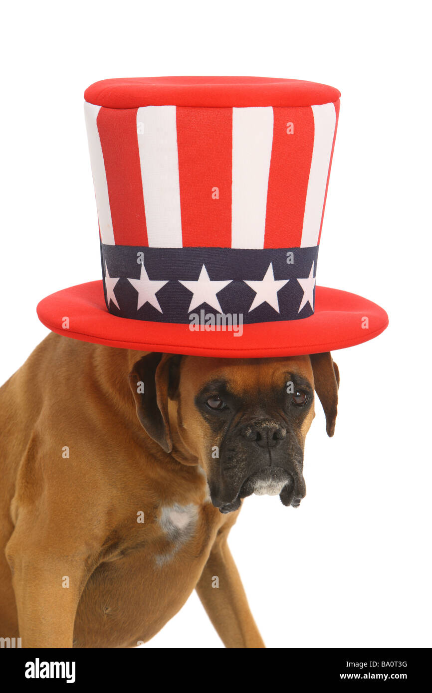 Boxer dog with hat hotsell