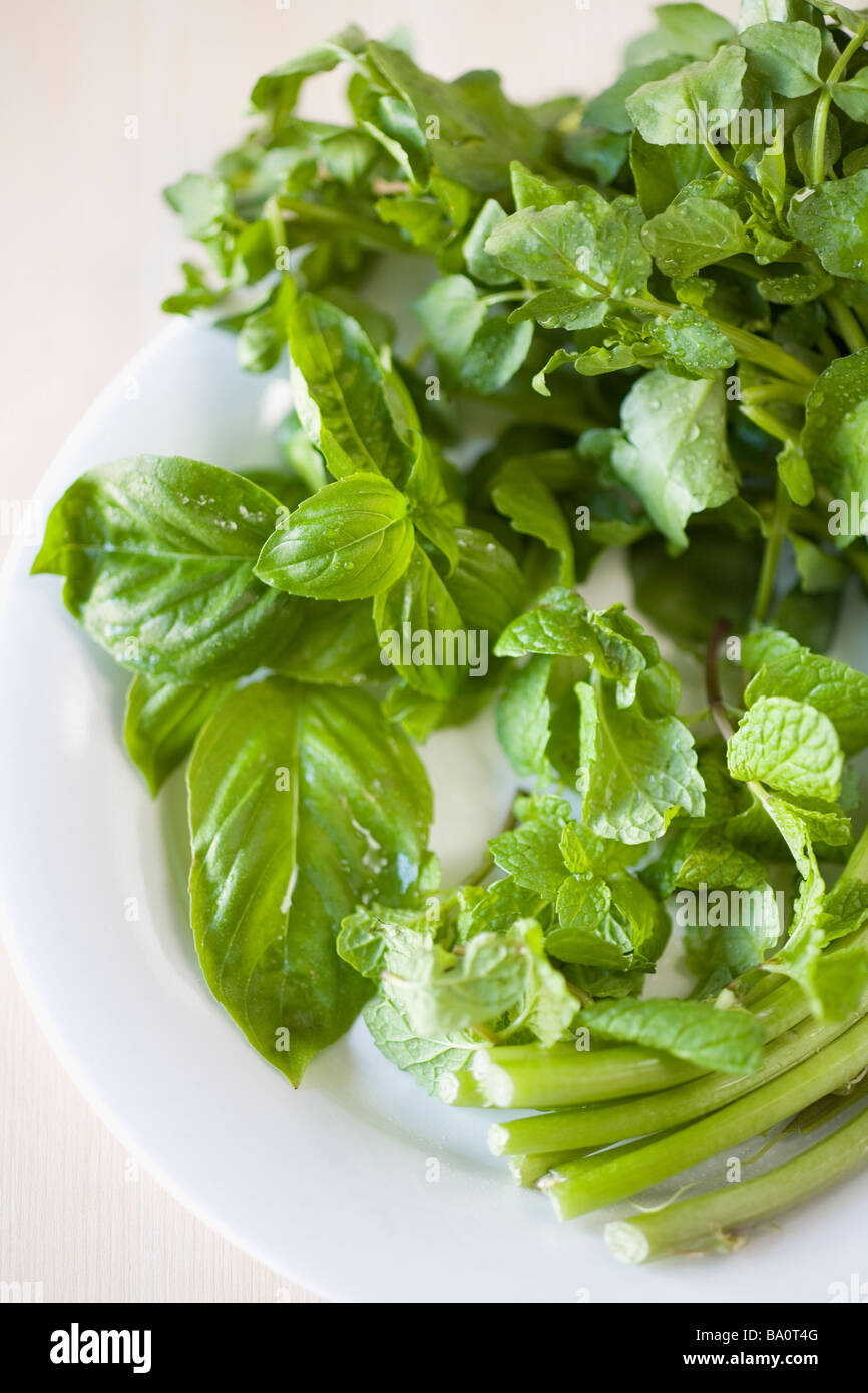 Basil on plate Stock Photo