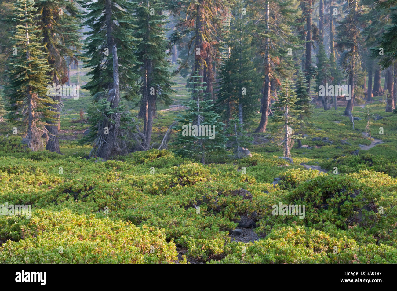 Forest Lassen Volcanic National Park Mount Lassen California USA Stock