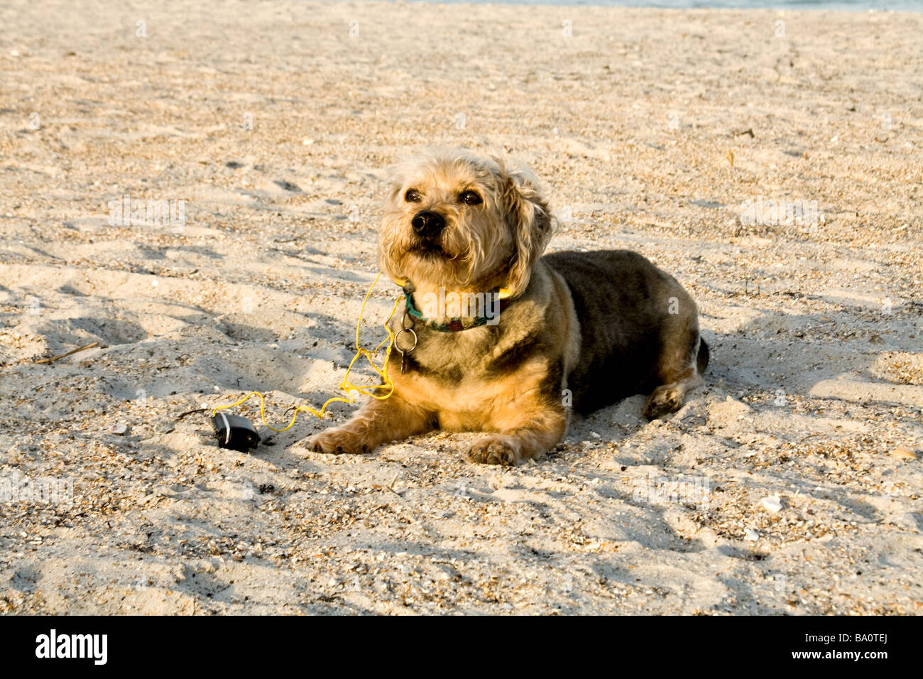 Small brown and black dog sitting on the beach with an mp3 player Stock