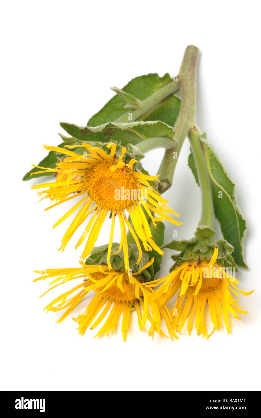 Blossoms of the medicinal plant Alant Elecampane Inula helenium Stock Photo