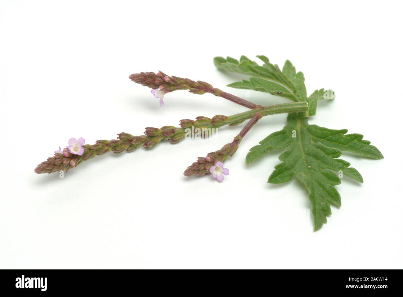 Blossoms and leaves of the medicinal plant Eisenkraut Druidenkraut Common verbena Vervain Herb of grace Verbena officinalis Stock Photo