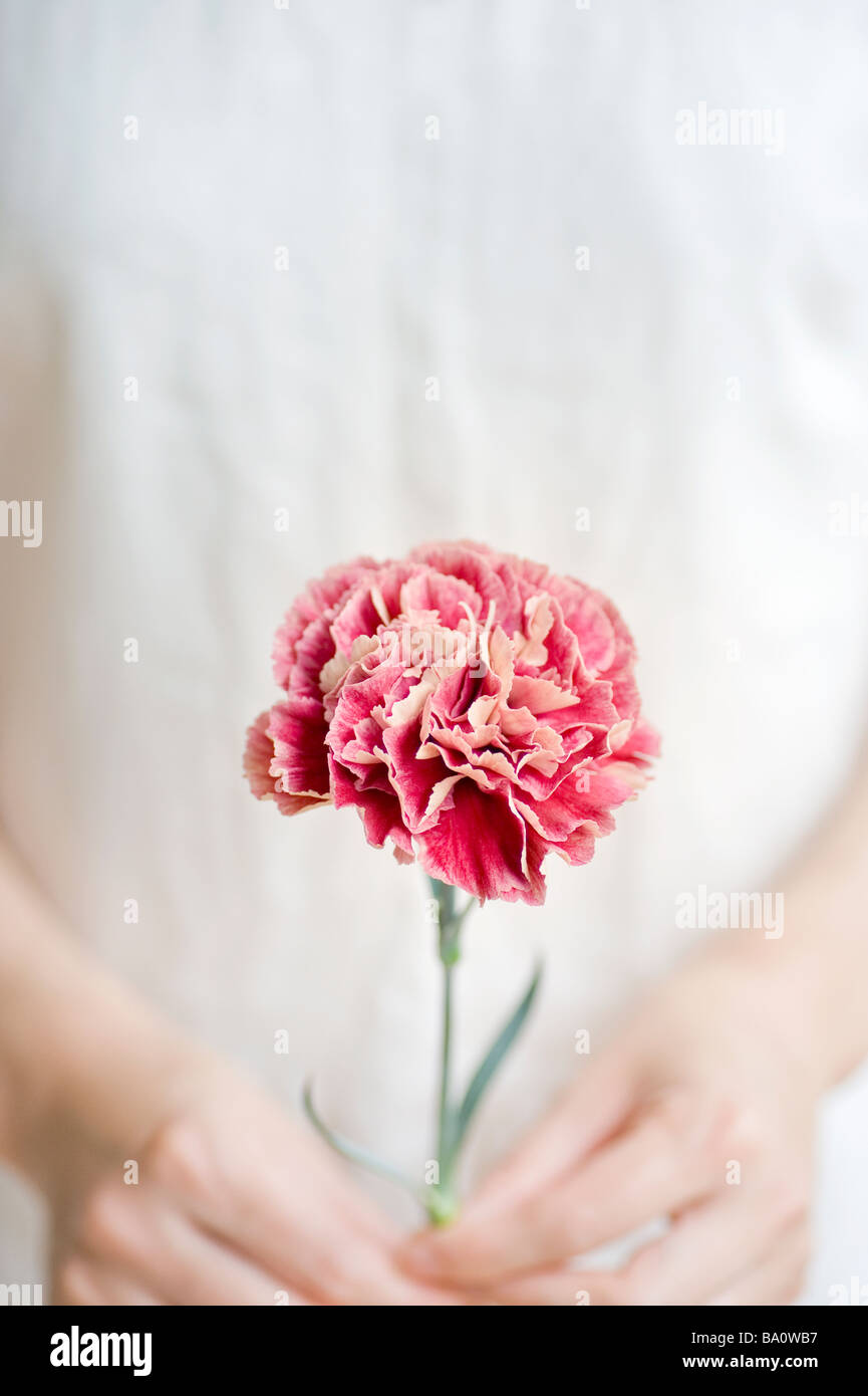 Woman holding carnation flower Stock Photo