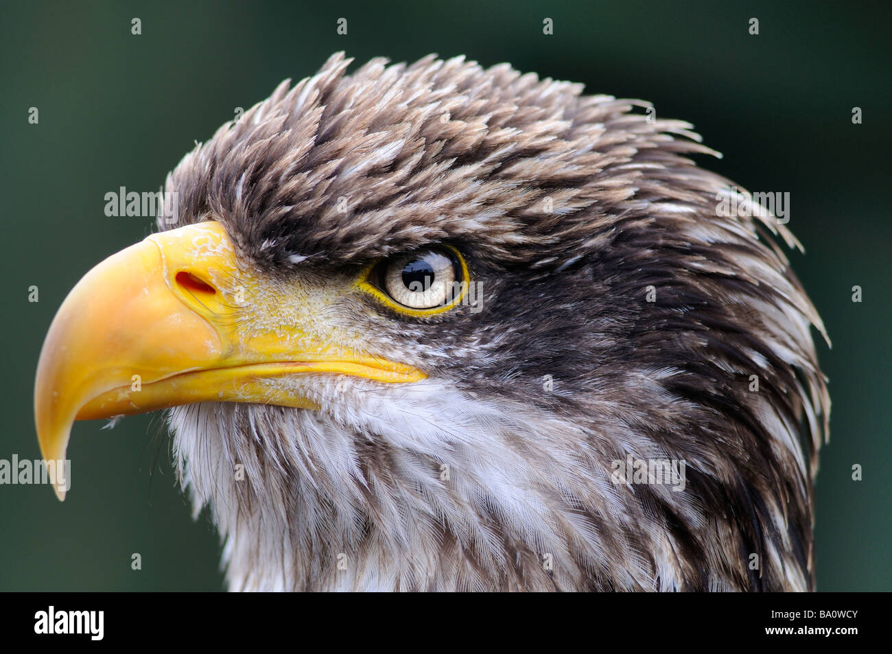 Eagle eye close up hi-res stock photography and images - Alamy
