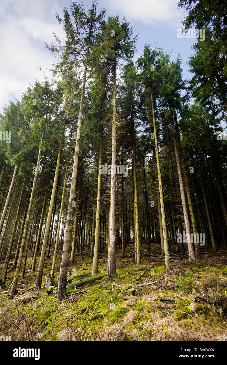 Dense managed forest of Scots Pine trees UK Stock Photo